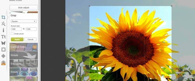 Picmonkey screenshot with sunflower